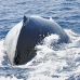 whale_humpback_h_00312_dom2355.jpg